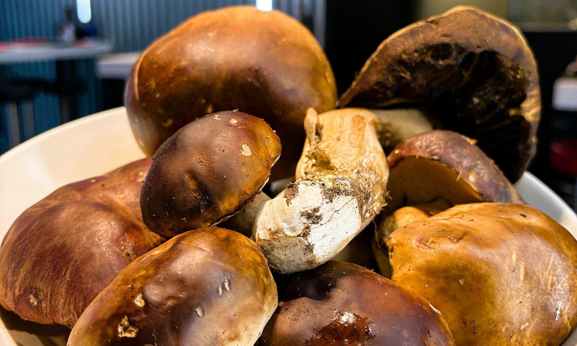 Els ceps, els reis dels bolets a la nostra cuina A Restaurant KRAM, possiblement la millor marisqueria d’Andorra la Vella, també celebrem els sabors de la terra. I entre ells, hi ha un protagonista indiscutible: el cep (Boletus). Dins d’aquest gènere trobem diverses espècies molt apreciades a la cuina catalana i espanyola: Boletus edulis – el clàssic cep blanc, saborós i versàtil Boletus aereus – conegut com el “sureño oscuro”, intens i aromàtic Boletus pinophilus – el cep roig, amb notes més marcades i carn fermíssima Boletus reticulatus – el cep d’estiu, delicat i amb un toc suau. Els ceps són ideals per acompanyar carns, peixos i mariscs, o per brillar en plats com carpaccios, risottos i guisats tradicionals. Baixos en greixos i rics en proteïnes, vitamines i minerals, són un autèntic tresor de la natura. Vine a Restaurant KRAM i descobreix com transformem aquests bolets en plats que uneixen la cuina de muntanya amb l’excel·lència del marisc. #RestaurantKRAM #AndorraLaVella #Ceps #BoletsDeTemporada #GastronomiaCatalana #AltaCuina #SaborsDeMuntanya