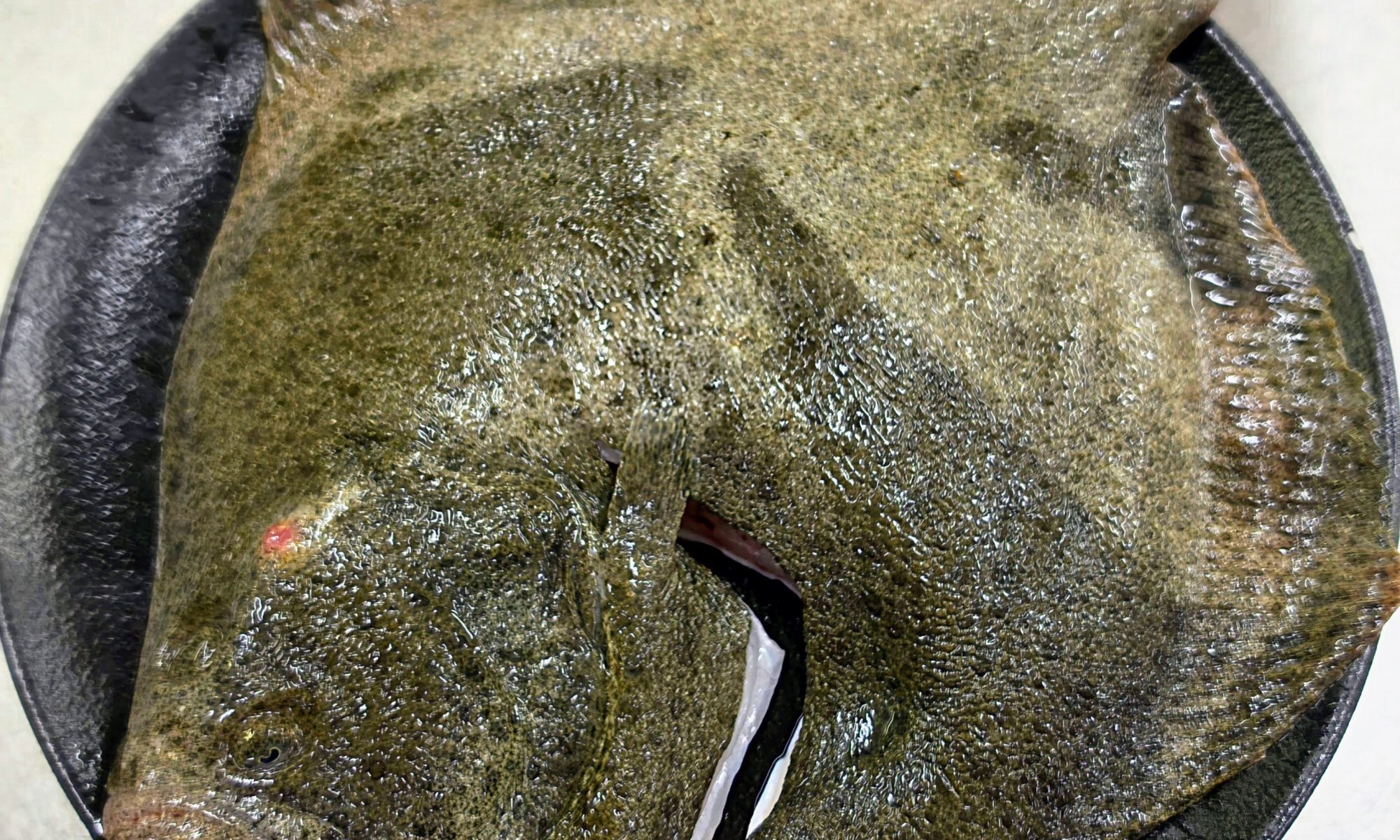 A KRAM ANDORRA tenim dues autèntiques joies que defineixen la nostra manera d’entendre la gastronomia: el Turbot Salvatge —al forn o a la brasa Josper, sempre amb aquell punt perfecte que en ressalta la textura i el sabor— i les Ostres Gillardeau, reconegudes arreu com unes de les millors del món per la seva elegància, carnositat i equilibri. Aquests dos protagonistes, combinats amb el nostre celler, seleccionat amb cura perquè cada copa elevi l’experiència, són la fórmula amb què els nostres clients aconsegueixen una satisfacció més gran, plena i memorable. Plats que parlen per si sols, producte de primer nivell i una cuina que respecta l’essència i la tradició de cada ingredient. Gràcies per confiar en nosaltres i per deixar-vos sorprendre cada vegada. Us esperem per continuar gaudint plegats. #KramAndorra #TurbotSalvatge #OstresGillardeau #CellerKram #GastrobarAndorra